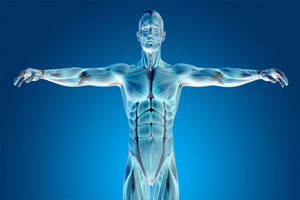 Anatomía: comprenda las aplicaciones clínicas de la anatomía.